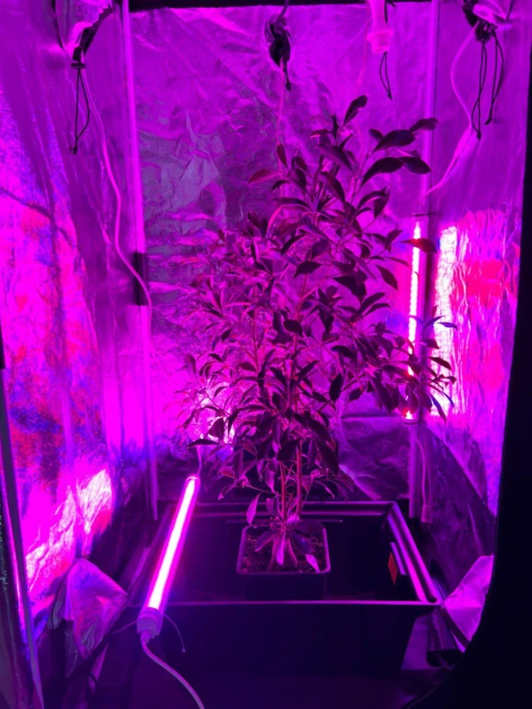 SunPro Intercanopy LED BAR 25W, 3,3 umol/J