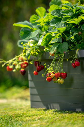 Samozavlažovací velkoobjemový truhlík BERBERIS DUO 80 cm antracit