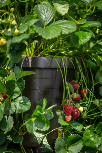Samozavlažovací velkoobjemový truhlík BERBERIS UNO antracit
